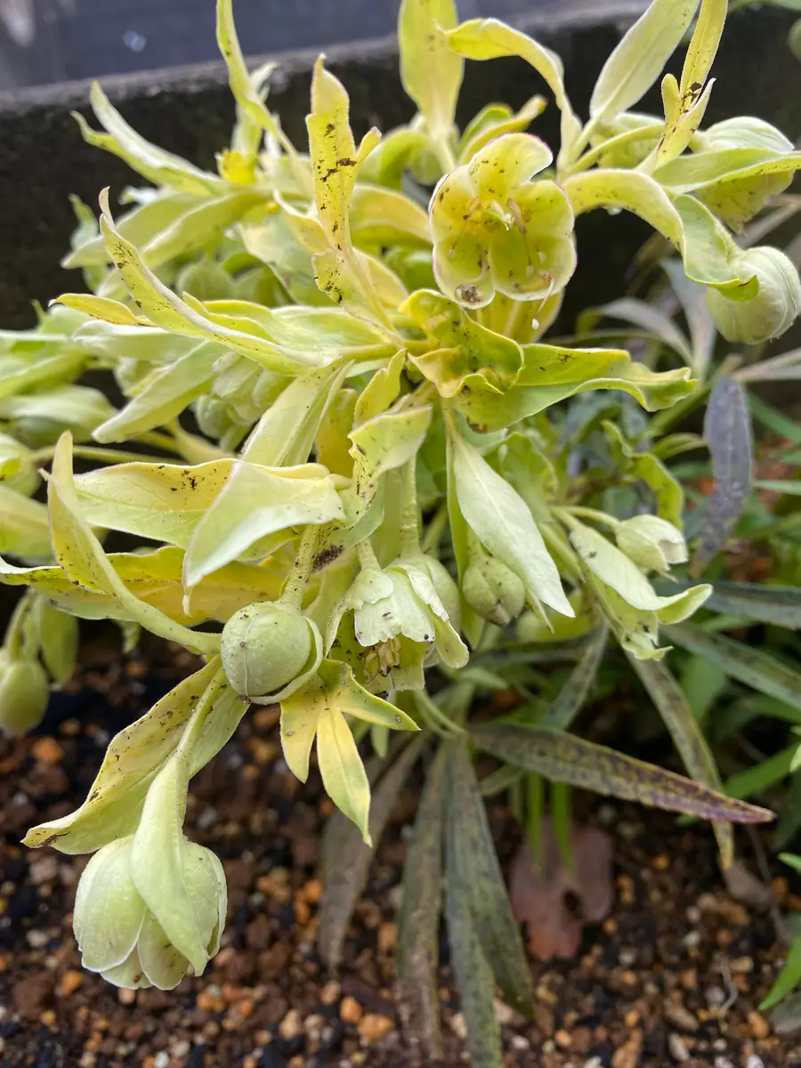 2026年 クリスマスローズ10｜園芸日記byBP｜みんなの趣味の園芸｜1423033