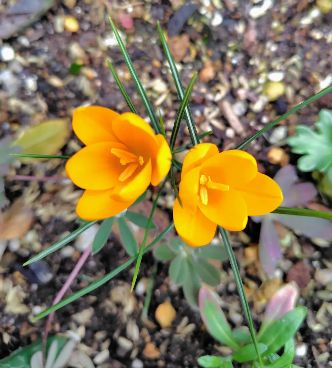 クロッカス、クリスマスローズ開花です〜。🥰｜園芸日記byレイラちゃん