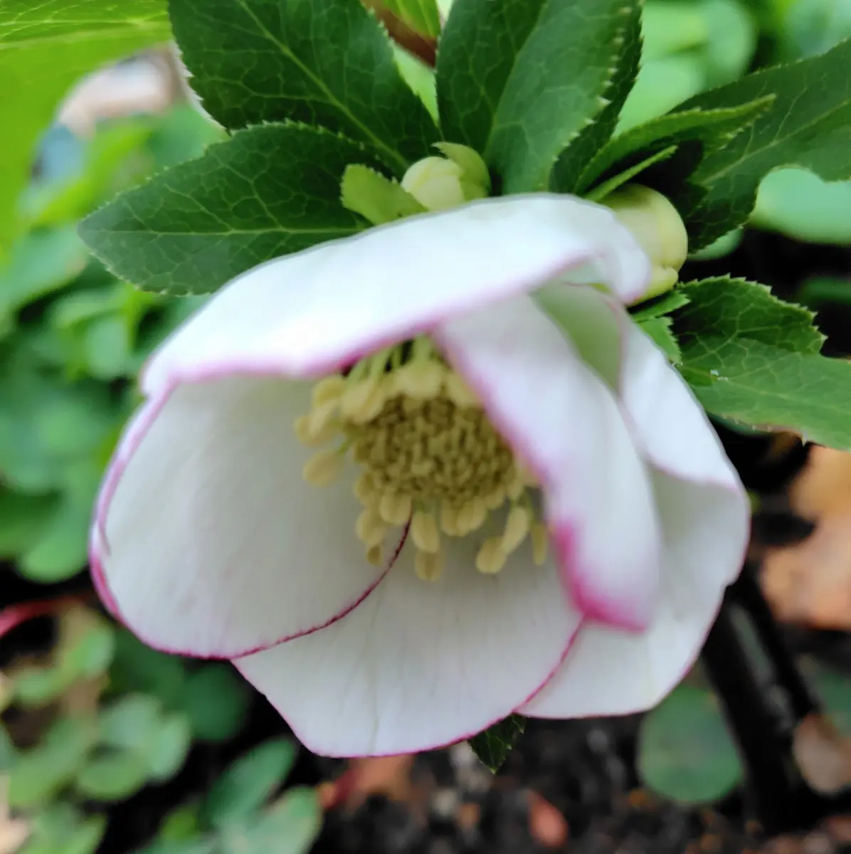 クロッカス、クリスマスローズ開花です〜。🥰｜園芸日記byレイラちゃん