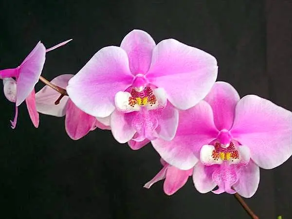 胡蝶蘭原種 シレリアナ4満開｜園芸日記byネカタ｜みんなの趣味の園芸