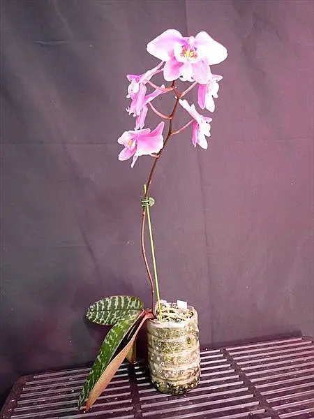 胡蝶蘭原種 シレリアナ4満開｜園芸日記byネカタ｜みんなの趣味の園芸