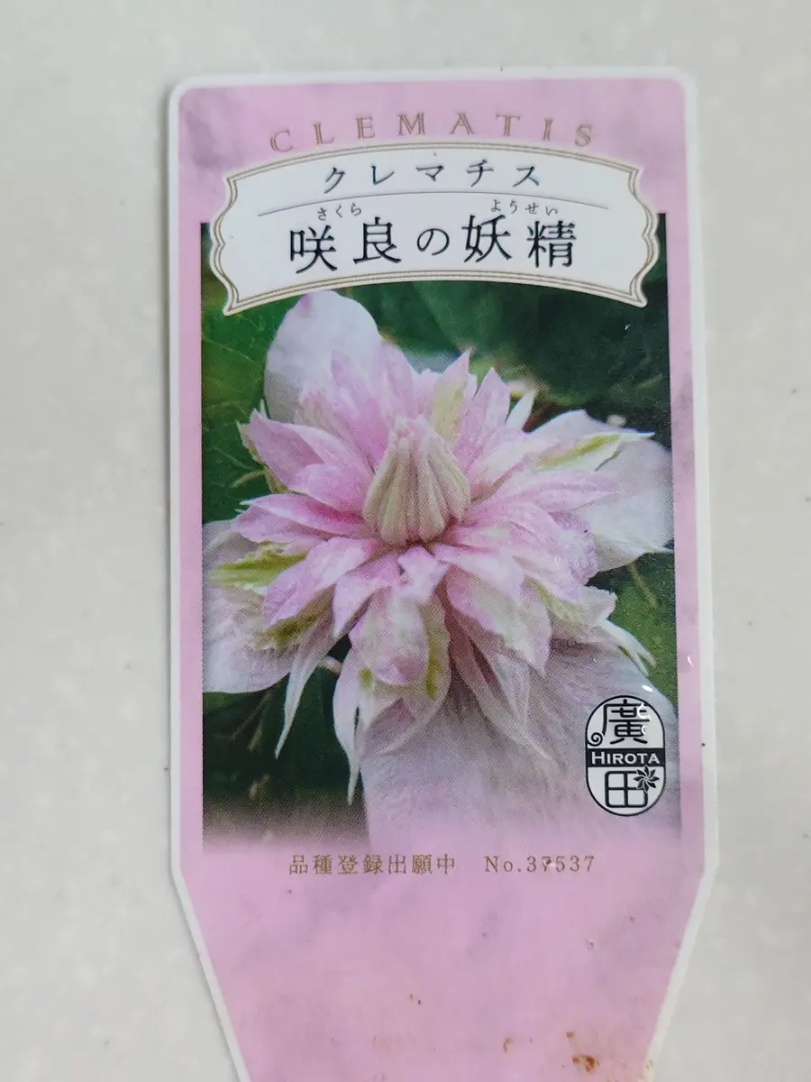咲良の妖精(クレマチス）｜園芸日記byNash｜みんなの趣味の園芸｜1424392