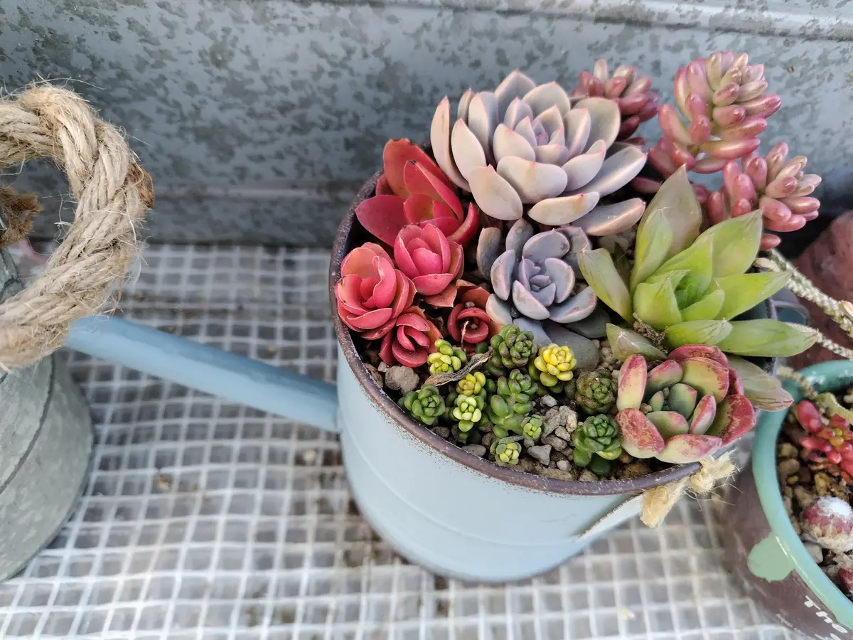 多肉の寄せ植え〔写真1枚目〕-すてきなおじいちゃんさんの日記