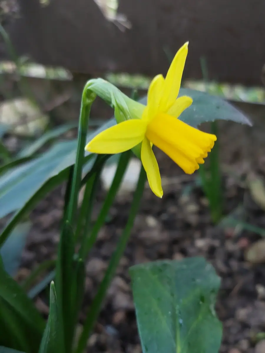 水仙の季節💛でもちょっと切ない…｜園芸日記byIrisGarden｜みんなの