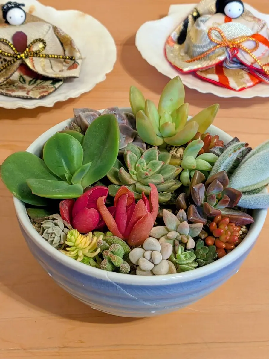 多肉の寄植え｜園芸日記byさきっち｜みんなの趣味の園芸｜1425314