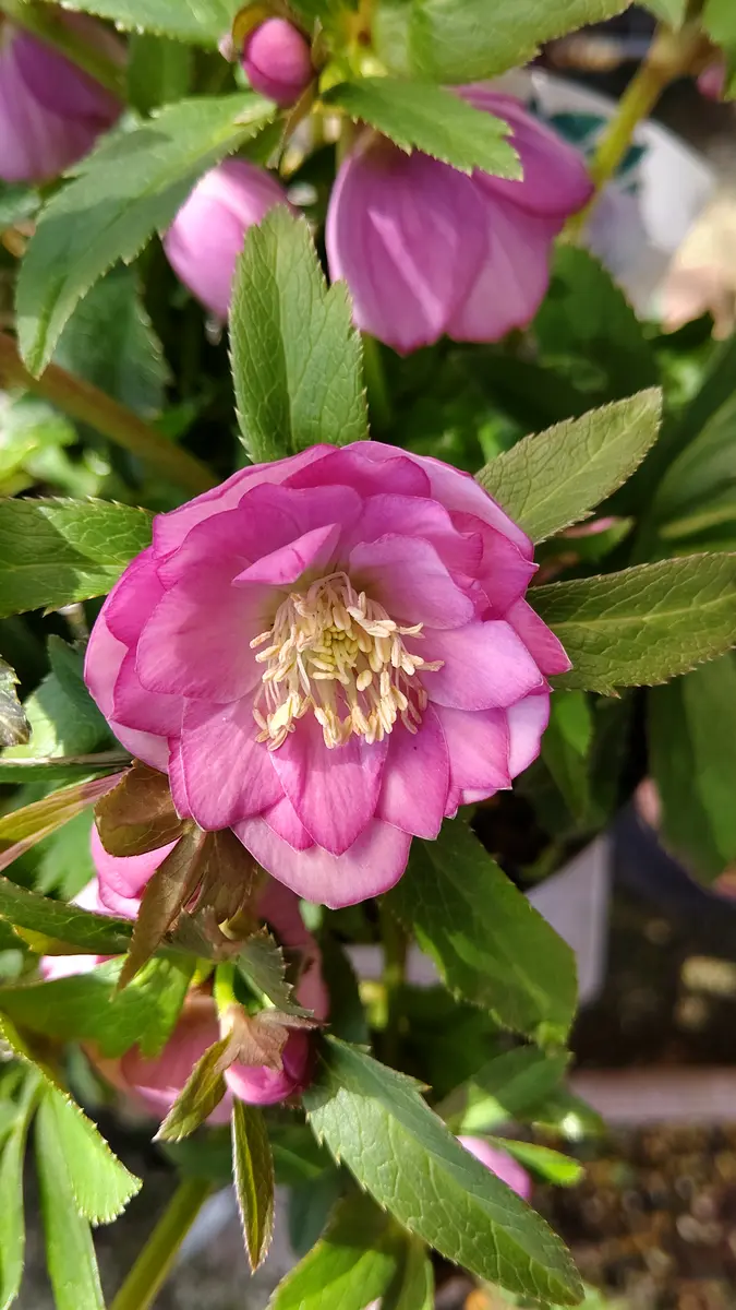 今日のクリスマスローズ🎵｜園芸日記byゴルシュ｜みんなの趣味の園芸