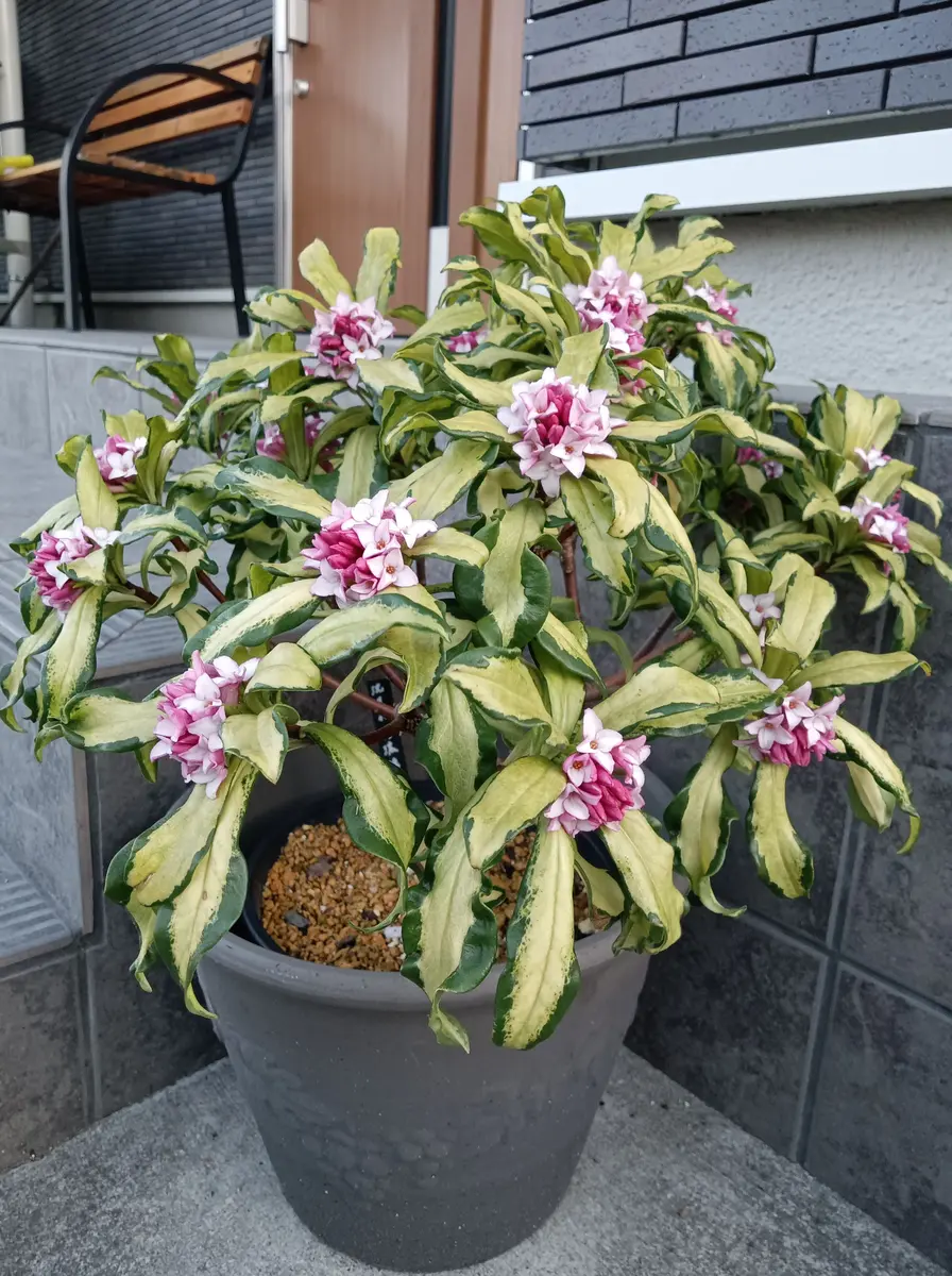 hiro様用　現物沈丁花苗2本：信濃錦5号 苗木 沈丁花 信濃錦 花 hiro様用 現物沈丁花苗2本 信濃錦5