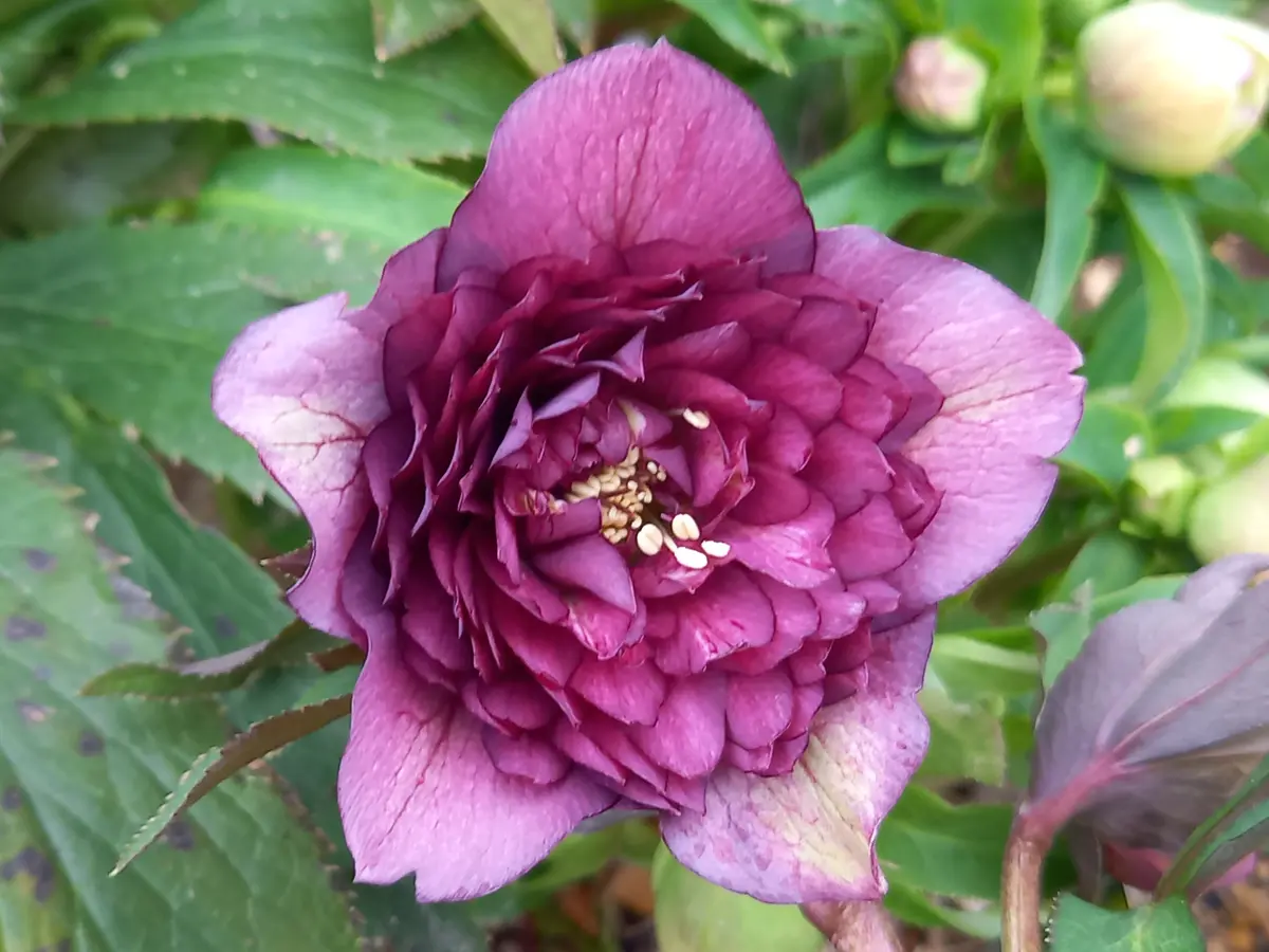 実生初花のクリスマスローズ①｜園芸日記byこんちゃん｜みんなの趣味の