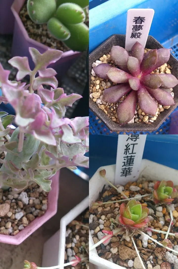 気になる対象商品 とげとげちゃん(*´ω｀*)｜園芸日記byあんでぃ｜みんなの趣味の クラフト・布製品