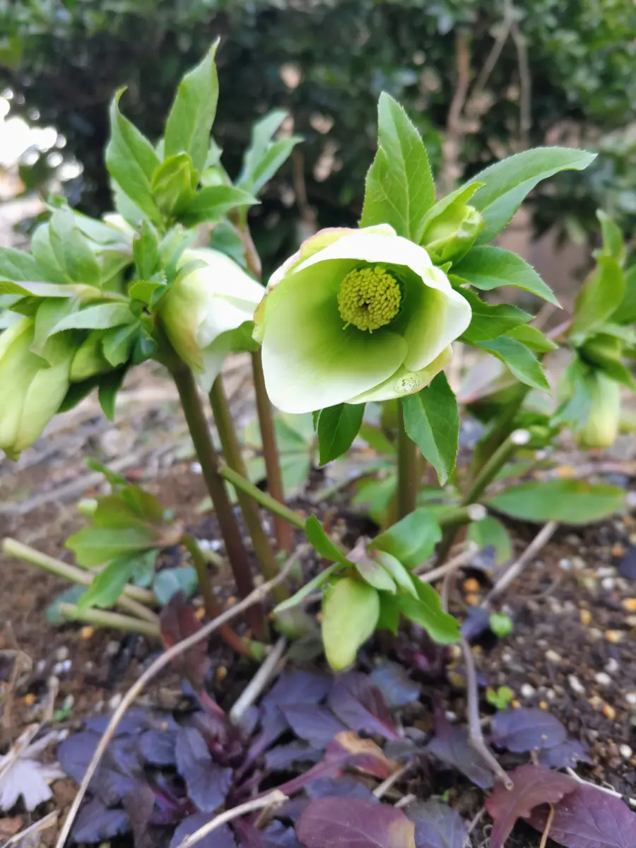 静かな貴女が好き🌿｜園芸日記by虎吉｜みんなの趣味の園芸｜1425752
