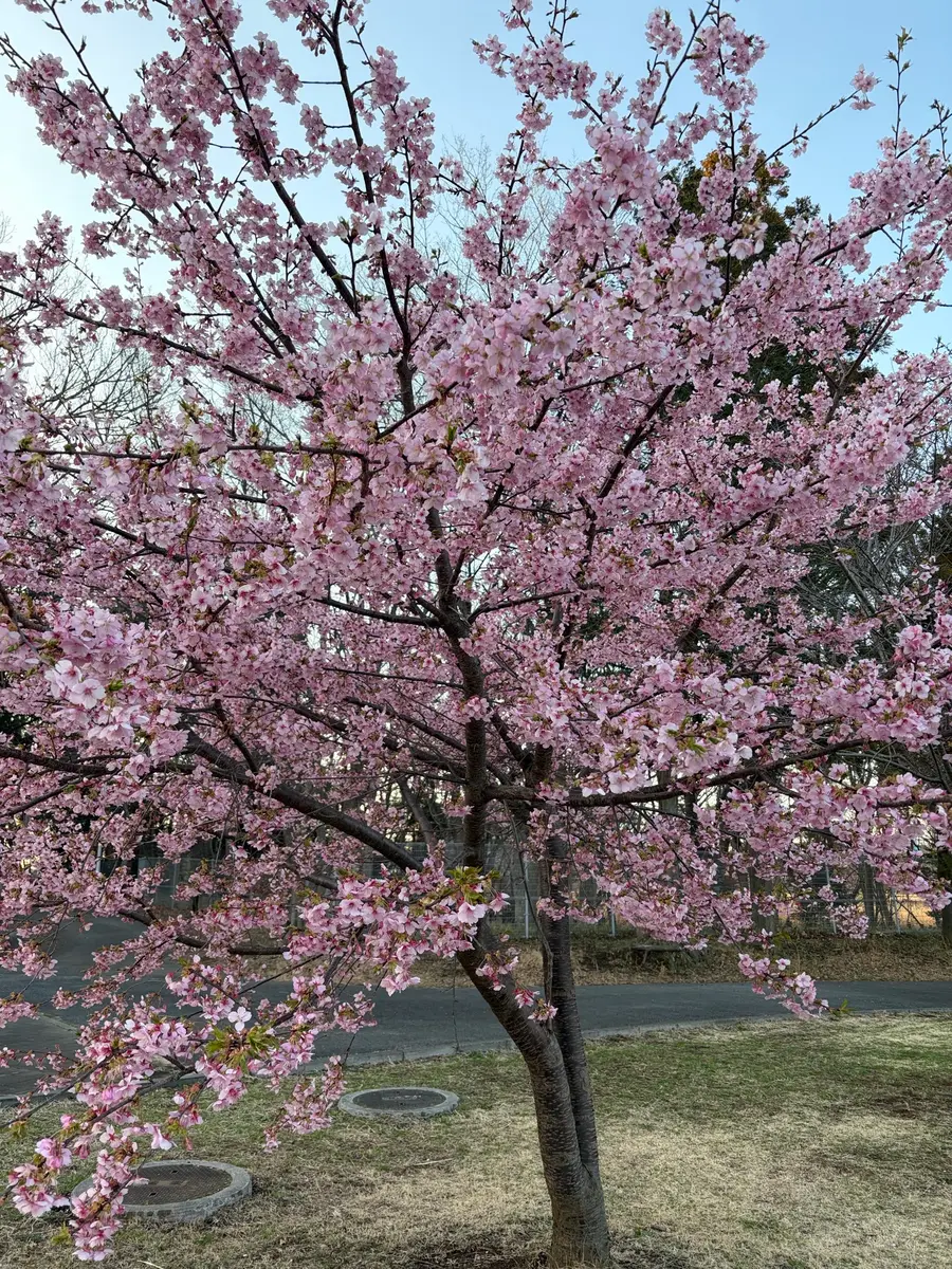 桜も梅も満開｜園芸日記byopalaqua｜みんなの趣味の園芸｜1425821