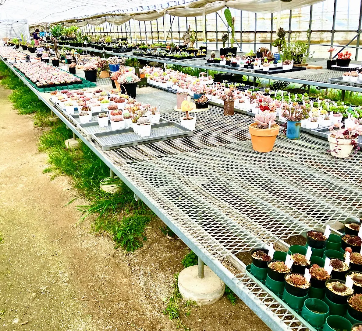 噂の【ネコの住む多肉ハウス】｜園芸日記byK.かずお｜みんなの趣味の