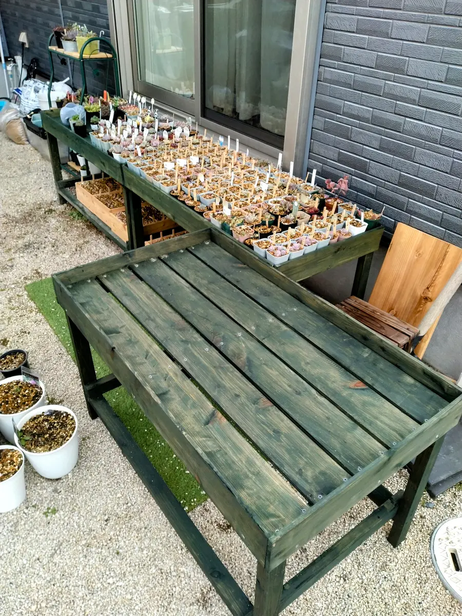 多肉棚追加＆寄植え｜園芸日記byたけまるごー｜みんなの趣味の園芸