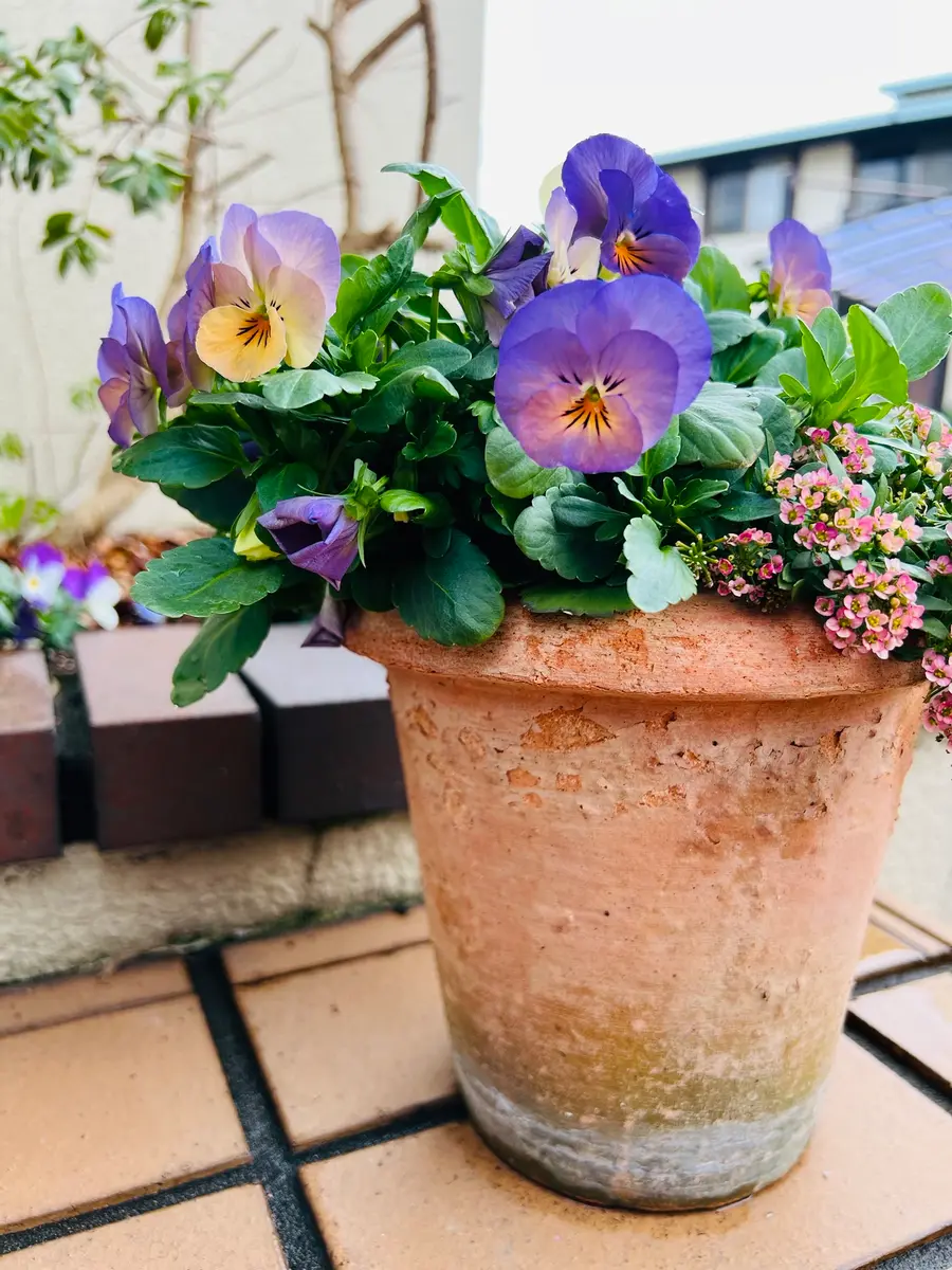 ビオラパンプキンの寄植え ビオレッタの寄植え ビオラパンプキン🎃͙｜園芸日記byちさと｜みんなの趣味の園芸｜1427081