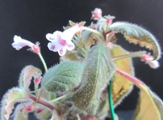 ニャンの肉球花|園芸日記byレプト|みんなの趣味の園芸|1427449