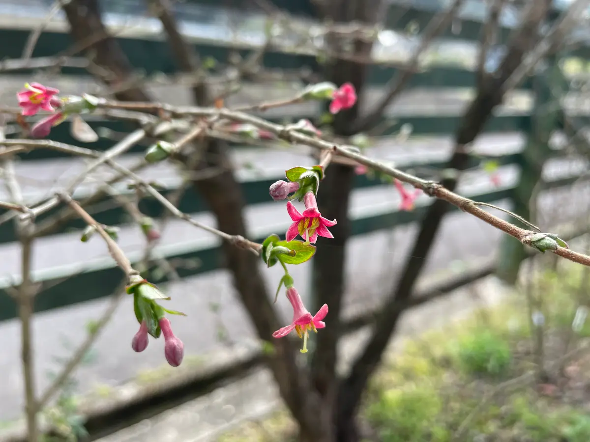 ウグイスカグラ｜園芸日記byおまめ｜みんなの趣味の園芸｜1427520