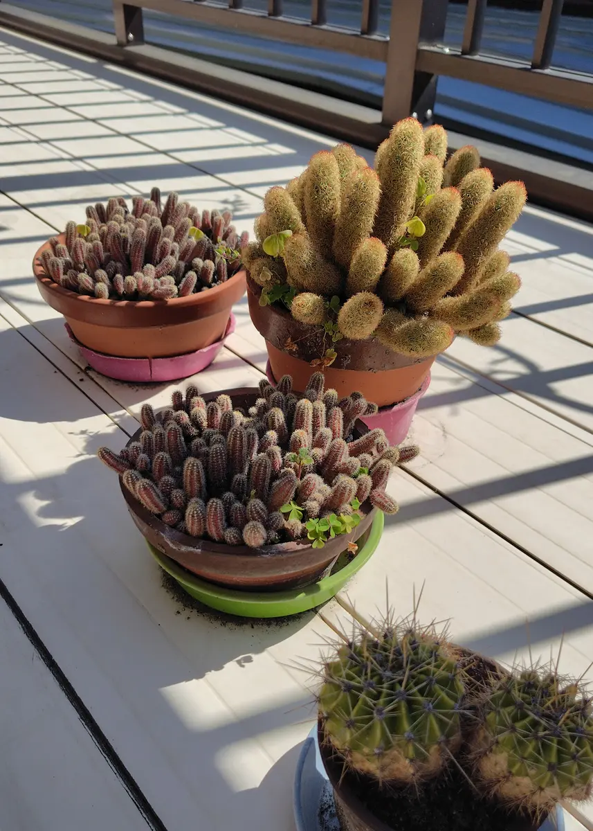実家のサボテン🌵｜園芸日記byアザラシ大好き｜みんなの趣味の園芸