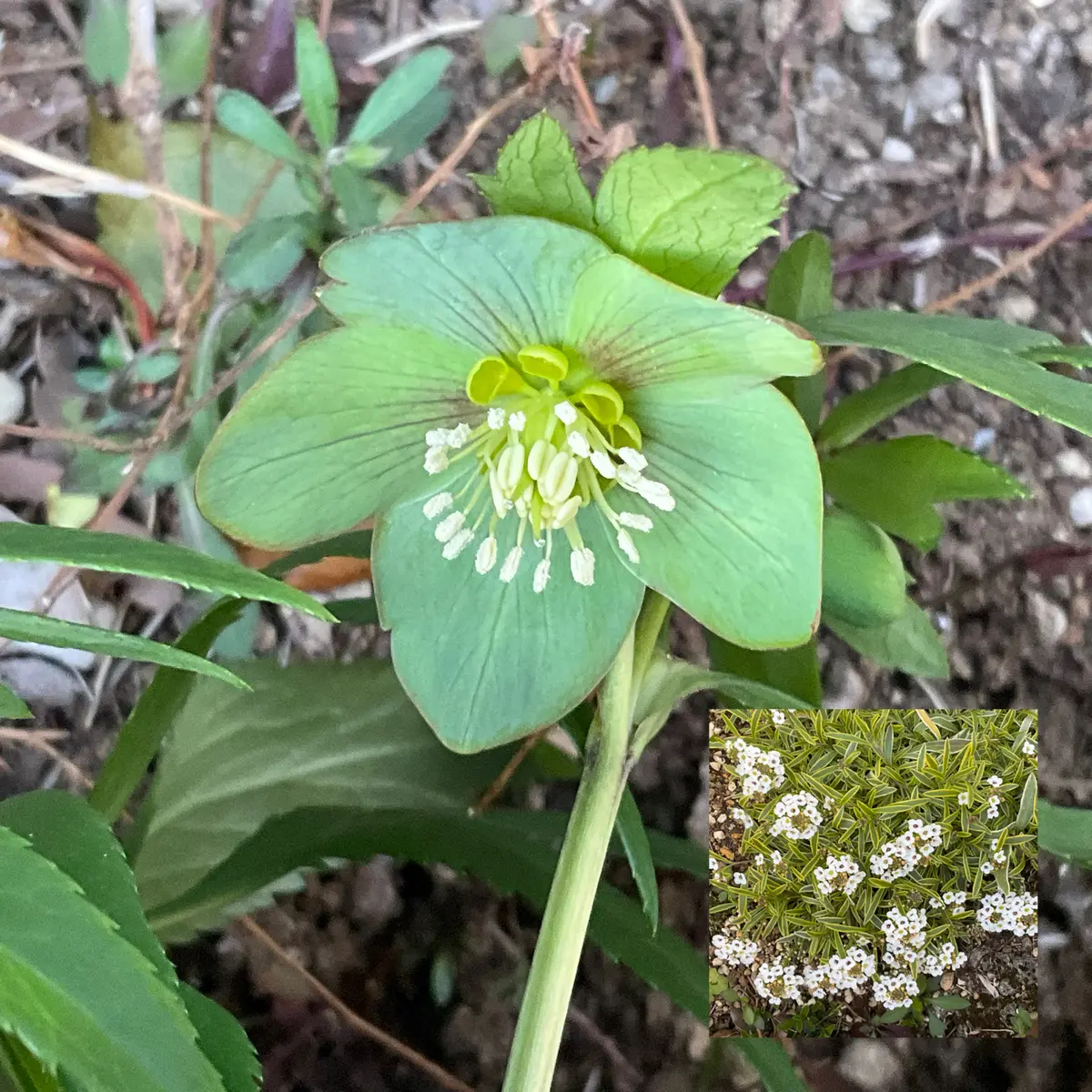 クレマチスの植え替え他‼️｜園芸日記byMr.Green｜みんなの趣味の園芸