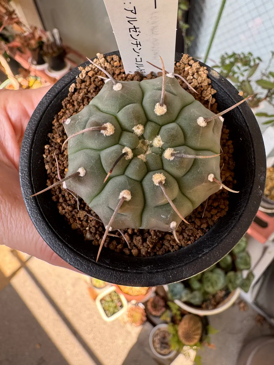 20260315①ギムノカリキウム バッテリー〔写真1枚目〕-さすらふ花好き