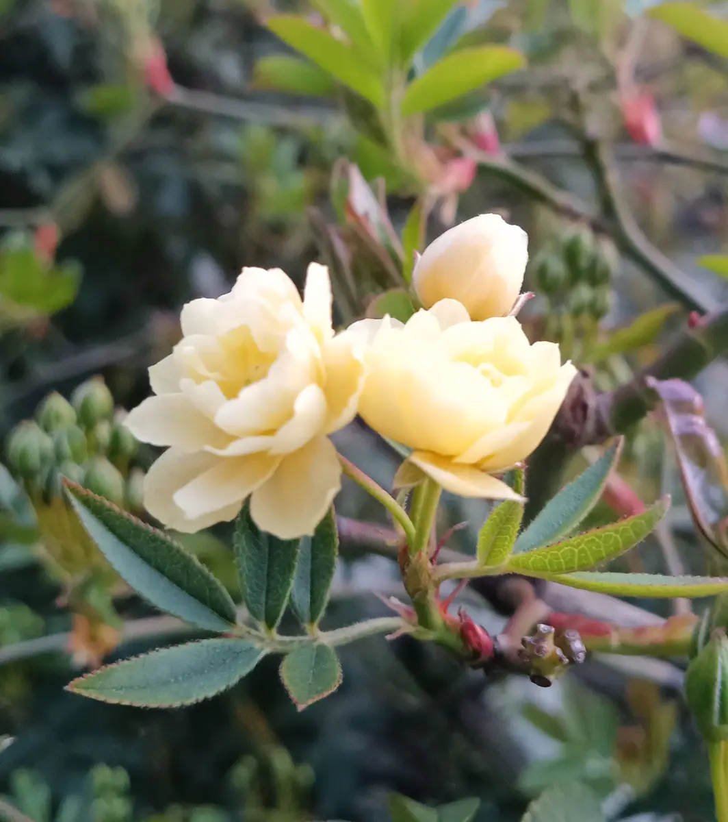ヒラツカスミレ 白鶴｜園芸日記byちゃんえみ｜みんなの趣味の園芸｜1429450