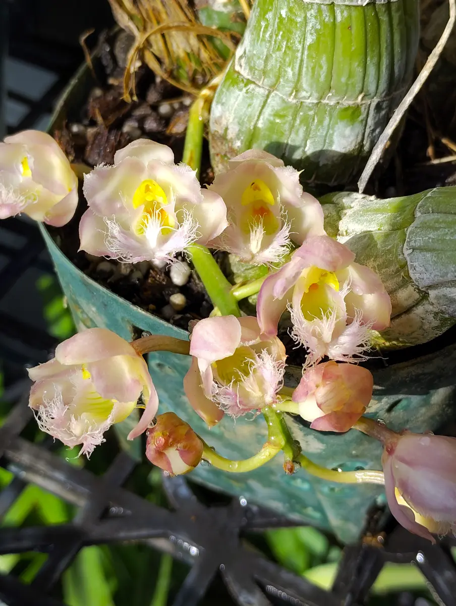 タケノコ蘭が咲きました🌼｜園芸日記by塔ノ岳｜みんなの趣味の園芸