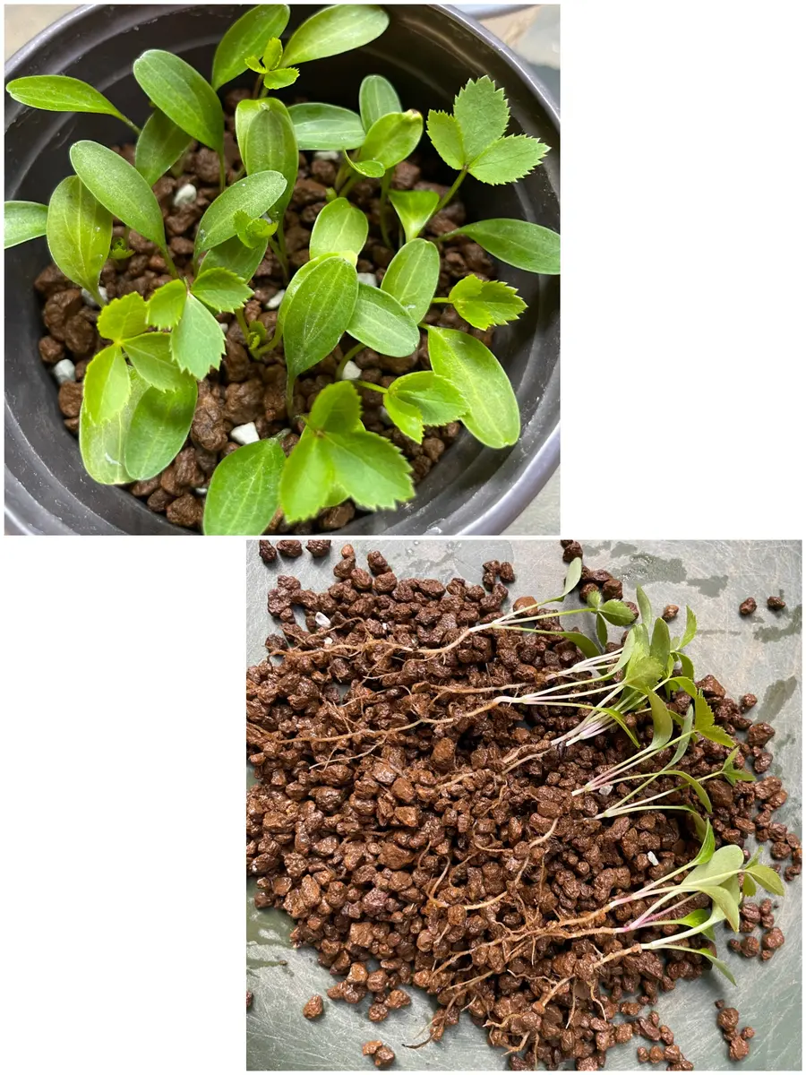 芽出し苗植替え中🌱🌱🌱｜園芸日記byモンジャルダン｜みんなの趣味の