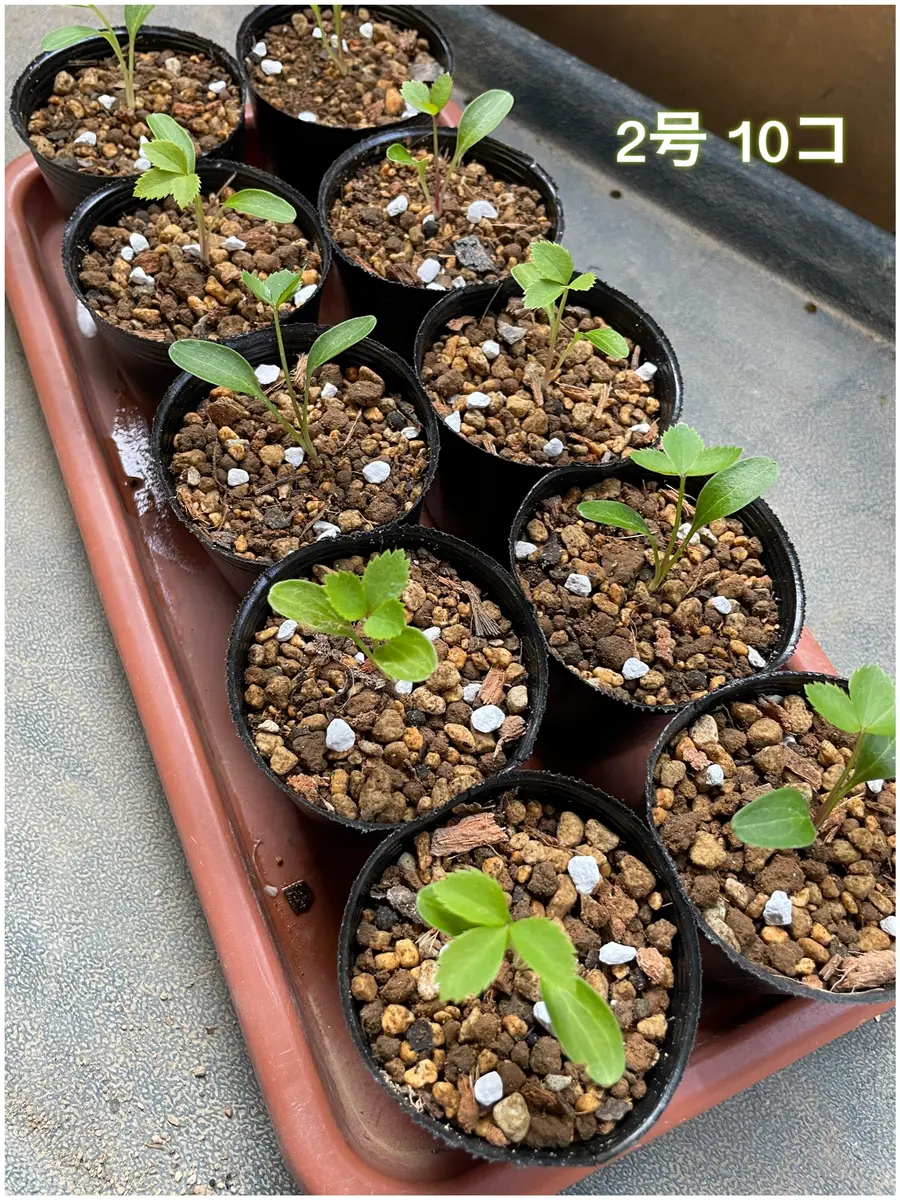 芽出し苗植替え中🌱🌱🌱｜園芸日記byモンジャルダン｜みんなの趣味の