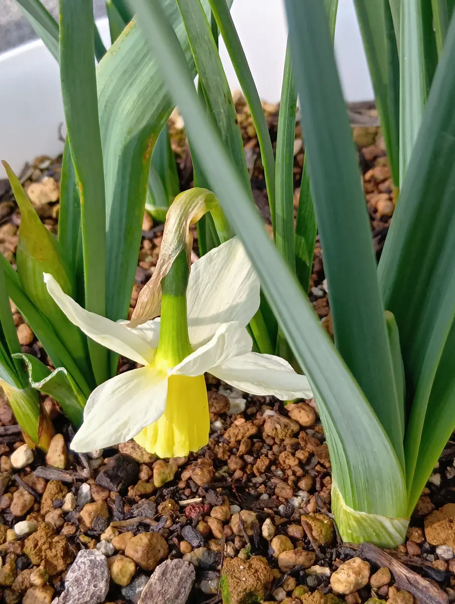 水仙1号・2号が咲きました🌼｜園芸日記byまり金｜みんなの趣味の園芸
