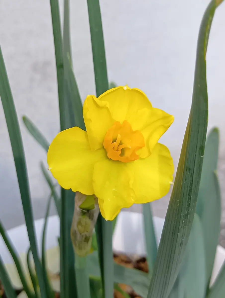 水仙1号・2号が咲きました🌼｜園芸日記byまり金｜みんなの趣味の園芸