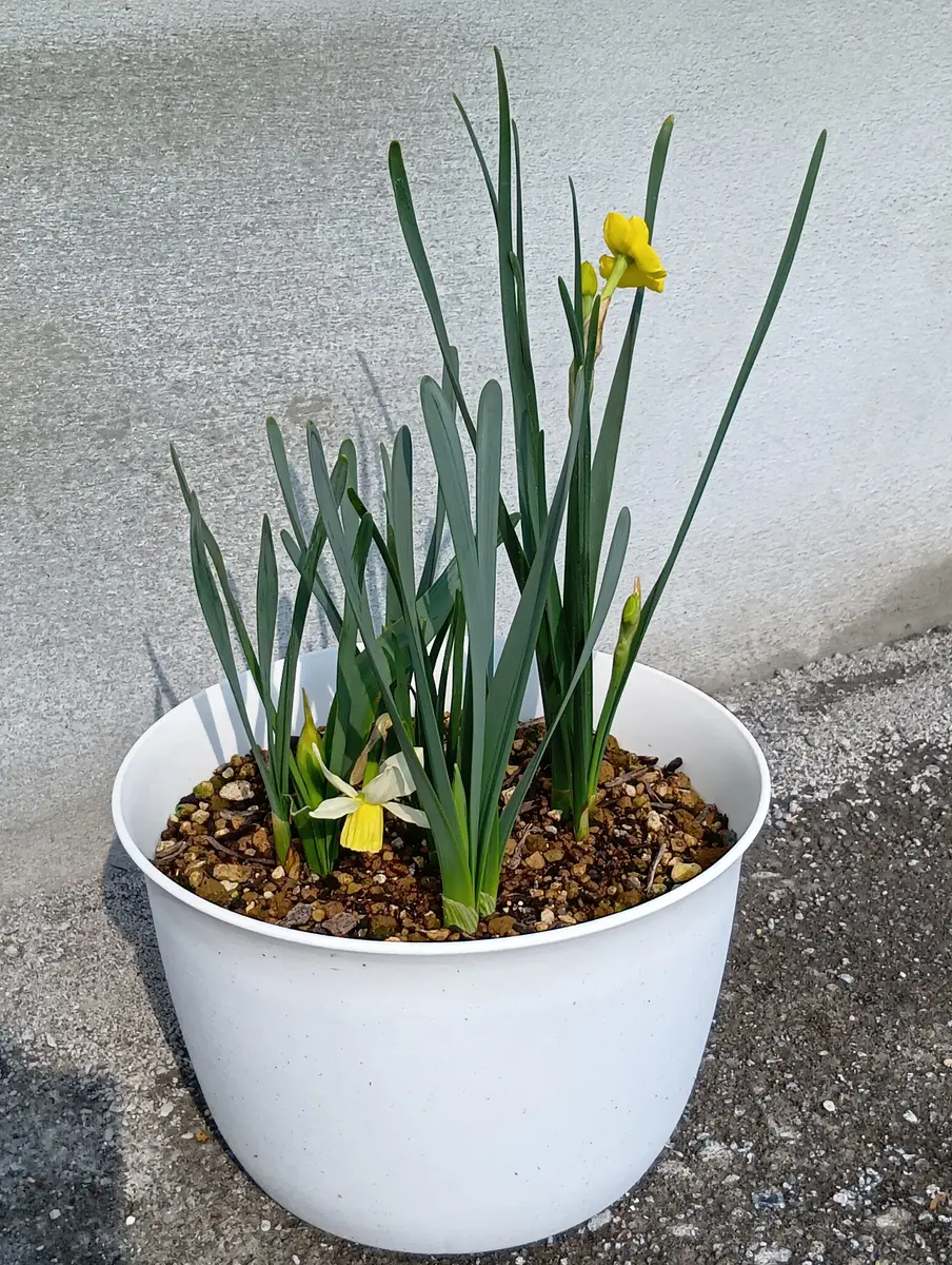 水仙1号・2号が咲きました🌼｜園芸日記byまり金｜みんなの趣味の園芸