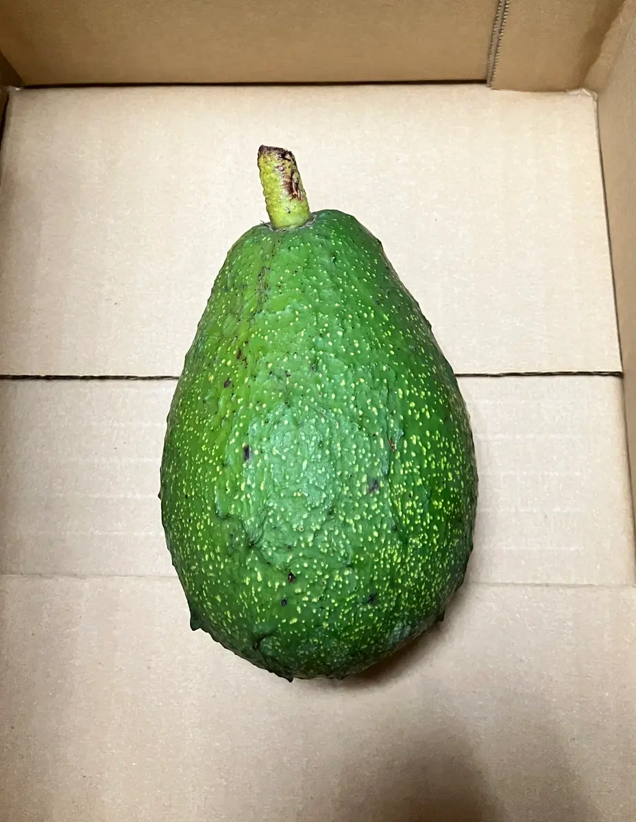 国産アボカド(フェルテ種)を食べ終えたので育てる♪｜園芸日記byタカ