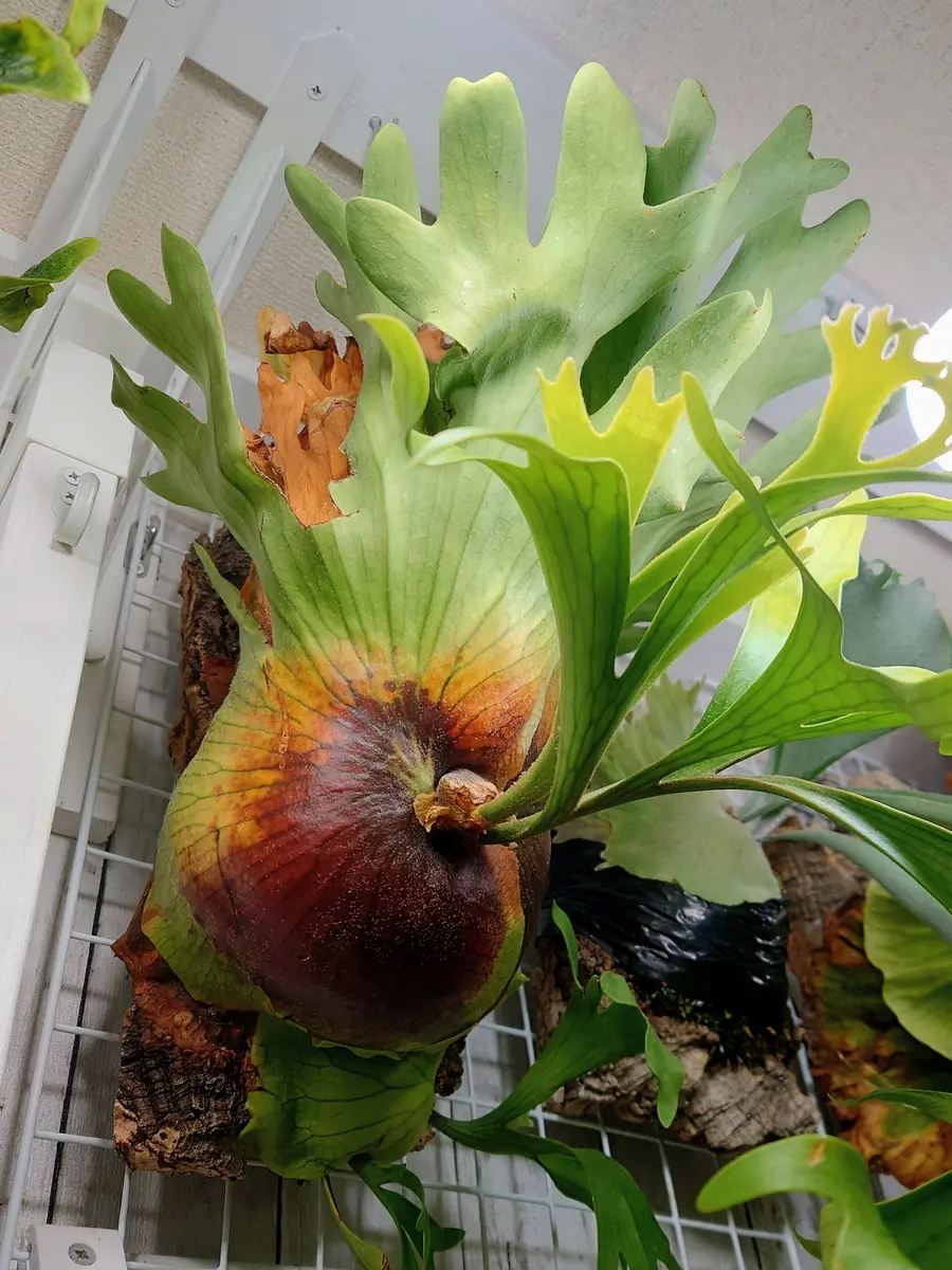 ビカクシダ コロナリウム フィリピネス ドワーフ P.coronarium var