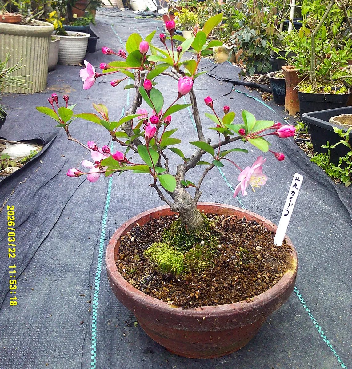 ハナカイドウ 盆栽 今年も咲いた 花海棠 は小盆栽から 穂木採り用