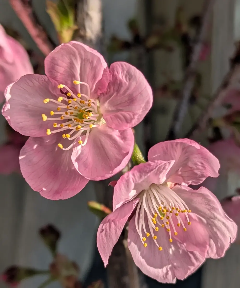 美しい🩷「ハートの桜」🌸｜園芸日記byドブたぬきの部屋｜みんなの趣味