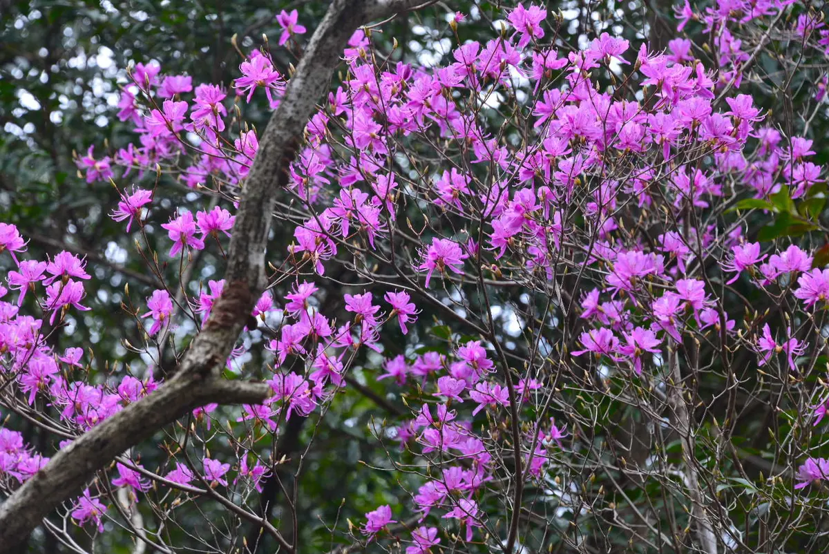 山の中でミツバツツジが咲いています🎵🎵｜園芸日記bytotyan｜みんなの