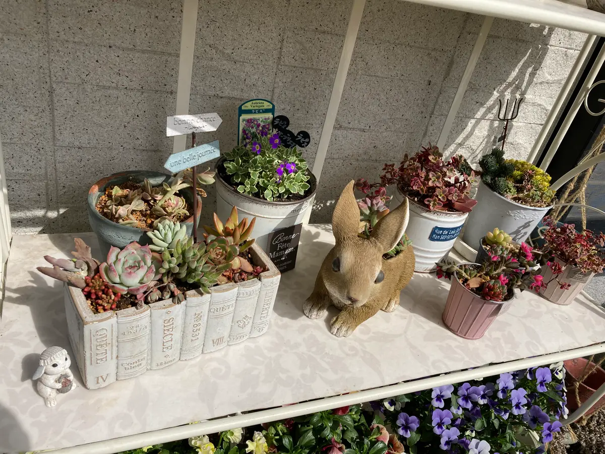 多肉植物の寄せ植え｜園芸日記byつくねのつん｜みんなの趣味の園芸