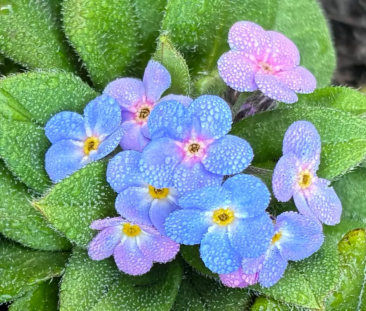 忘れな草／開花〔写真1枚目〕-椿森さんの日記｜みんなの趣味の園芸2026