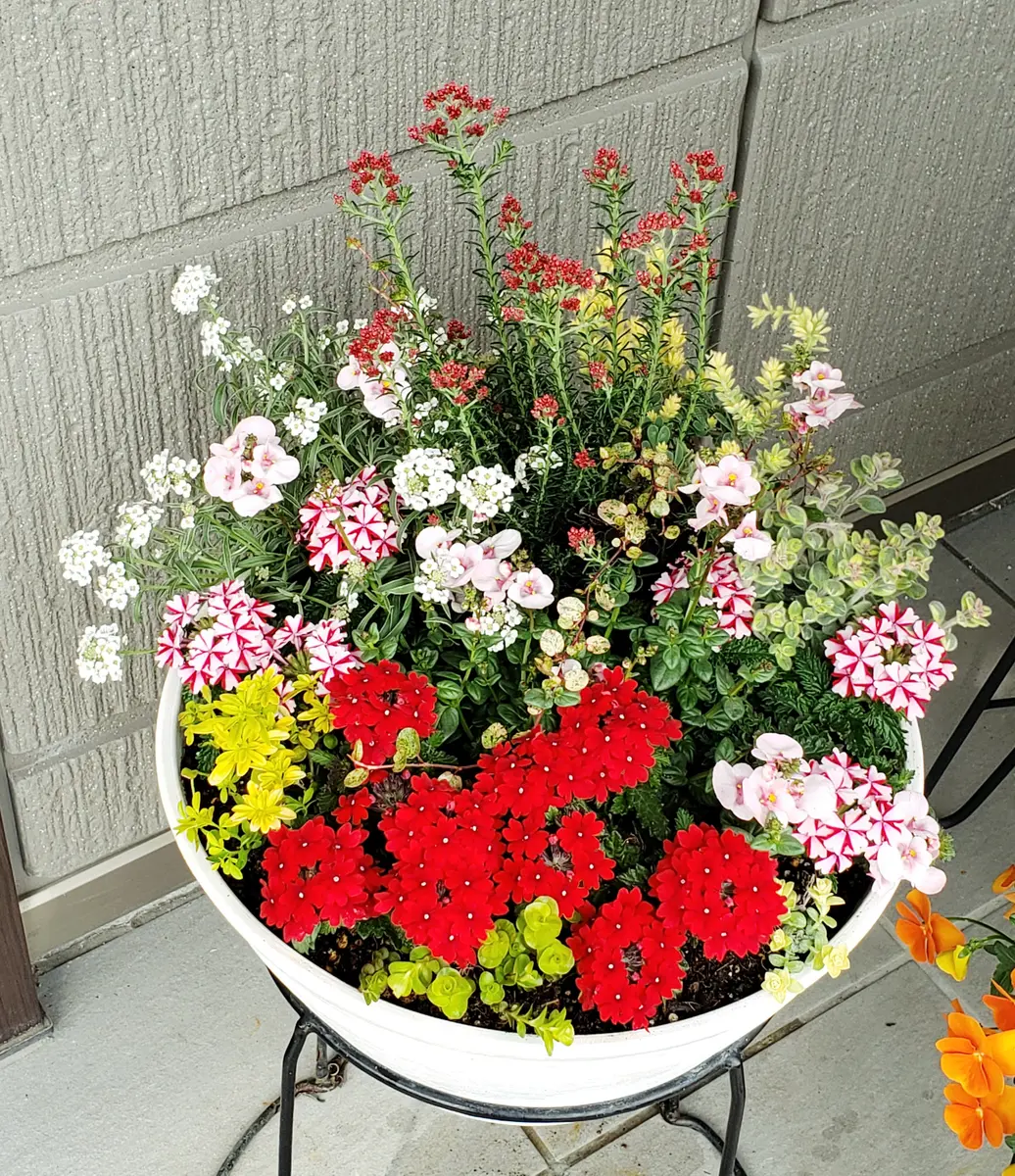 赤と白の花模様 深鉢 赤系と青系作って見ました(*^.^*)〔写真1枚目〕-みどりガーデンさんの