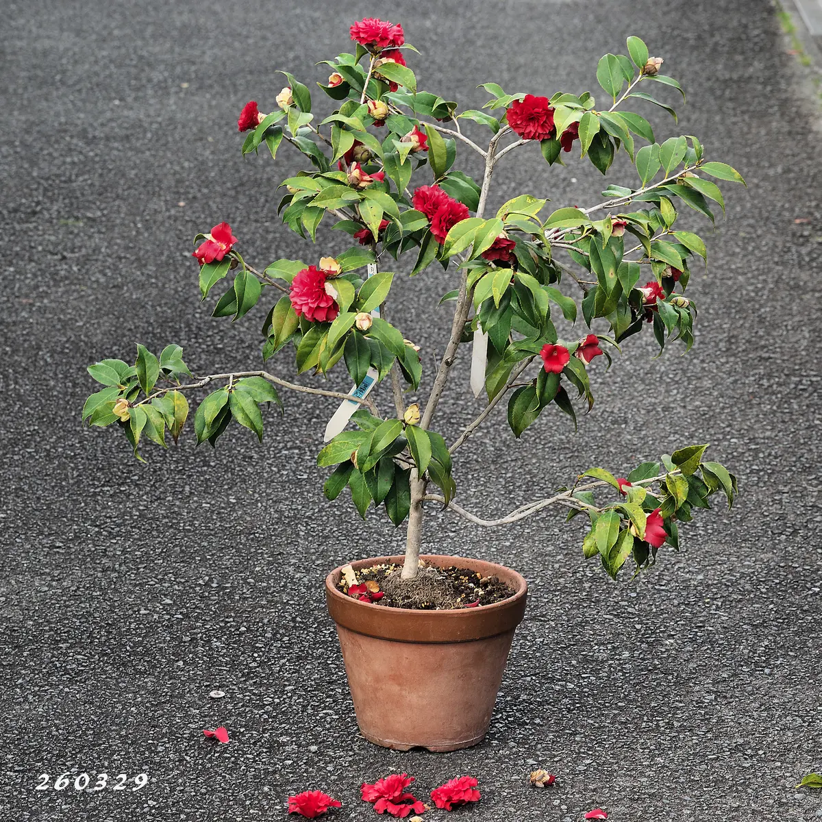肥後椿桜狩り・薩摩紅・満開牡丹｜園芸日記by☆パリンドローム