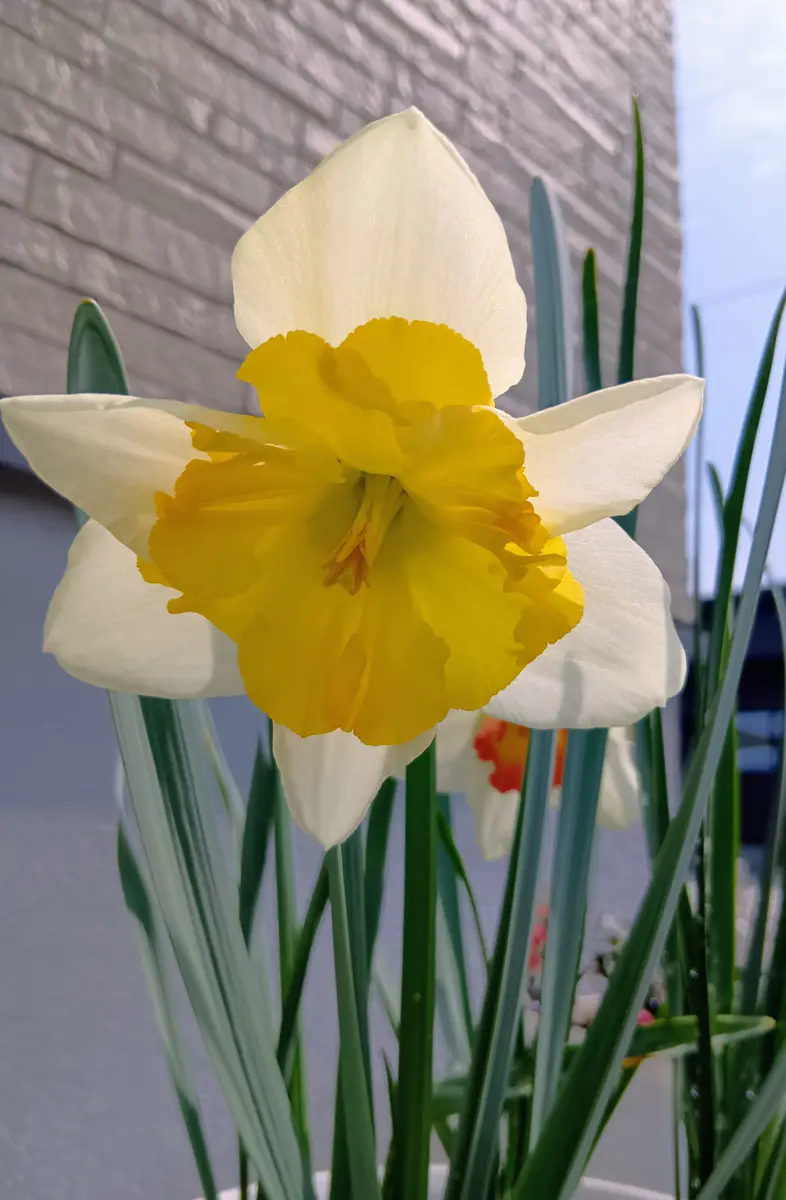 水仙5・6号 咲きました🌼〔写真1枚目〕-まり金さんの日記｜みんなの
