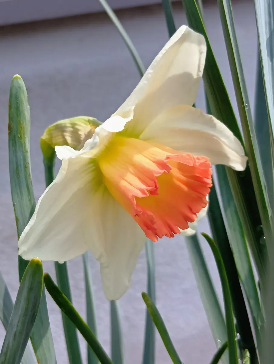 水仙5・6号 咲きました🌼〔写真2枚目〕-まり金さんの日記｜みんなの