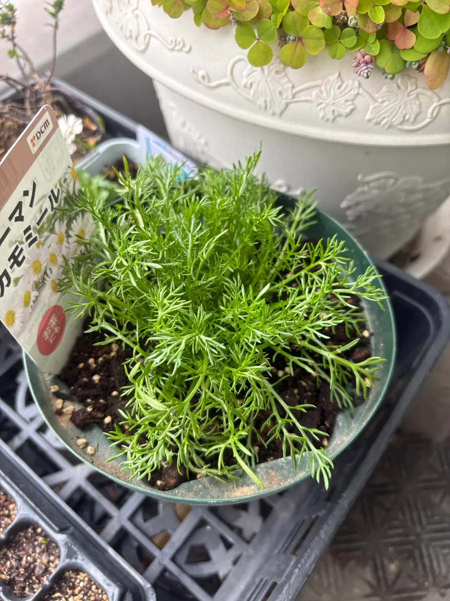 鉢上げ🌱と昨日の苗を植える🪴｜園芸日記byヒナコッコ｜みんなの趣味の