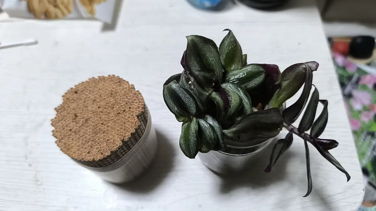 水耕栽培のゼブリナ・トラディスカンティアの植え替えをしました｜園芸