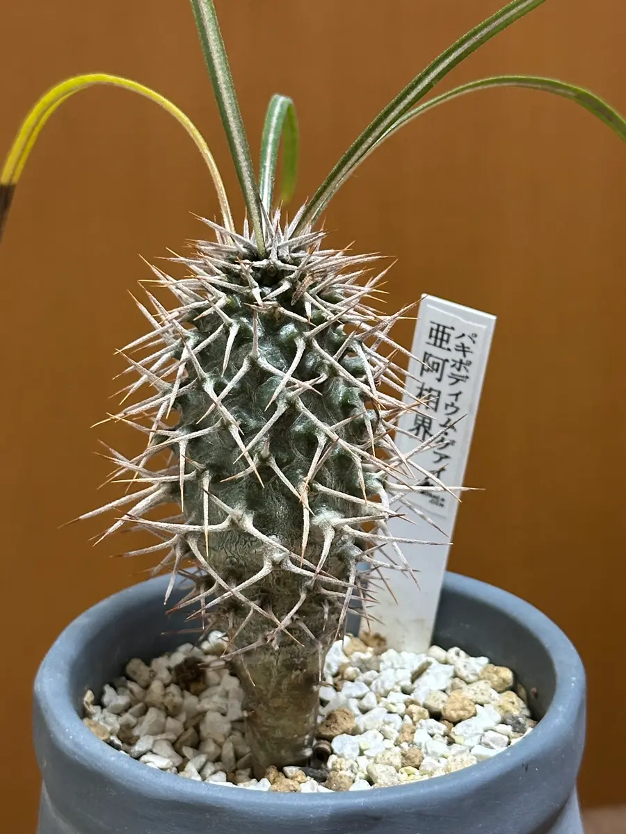 【現品】パキポディウム　ゲアイー　亜阿相界　6号　ら５番 パキポディウム・ゲアイー（亜阿相界）〔写真1枚目〕-ks4989さんの日記