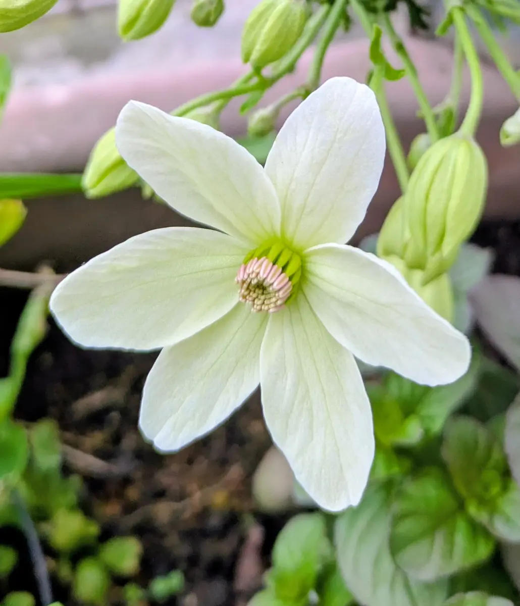 クレマチス、カートマニージョーの一番花〔写真1枚目〕-jictenkoさんの