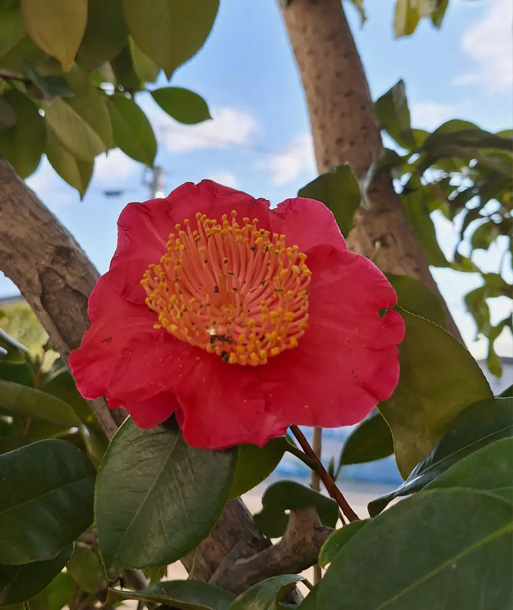 肥後椿です。｜園芸日記bycoron｜みんなの趣味の園芸｜1435658