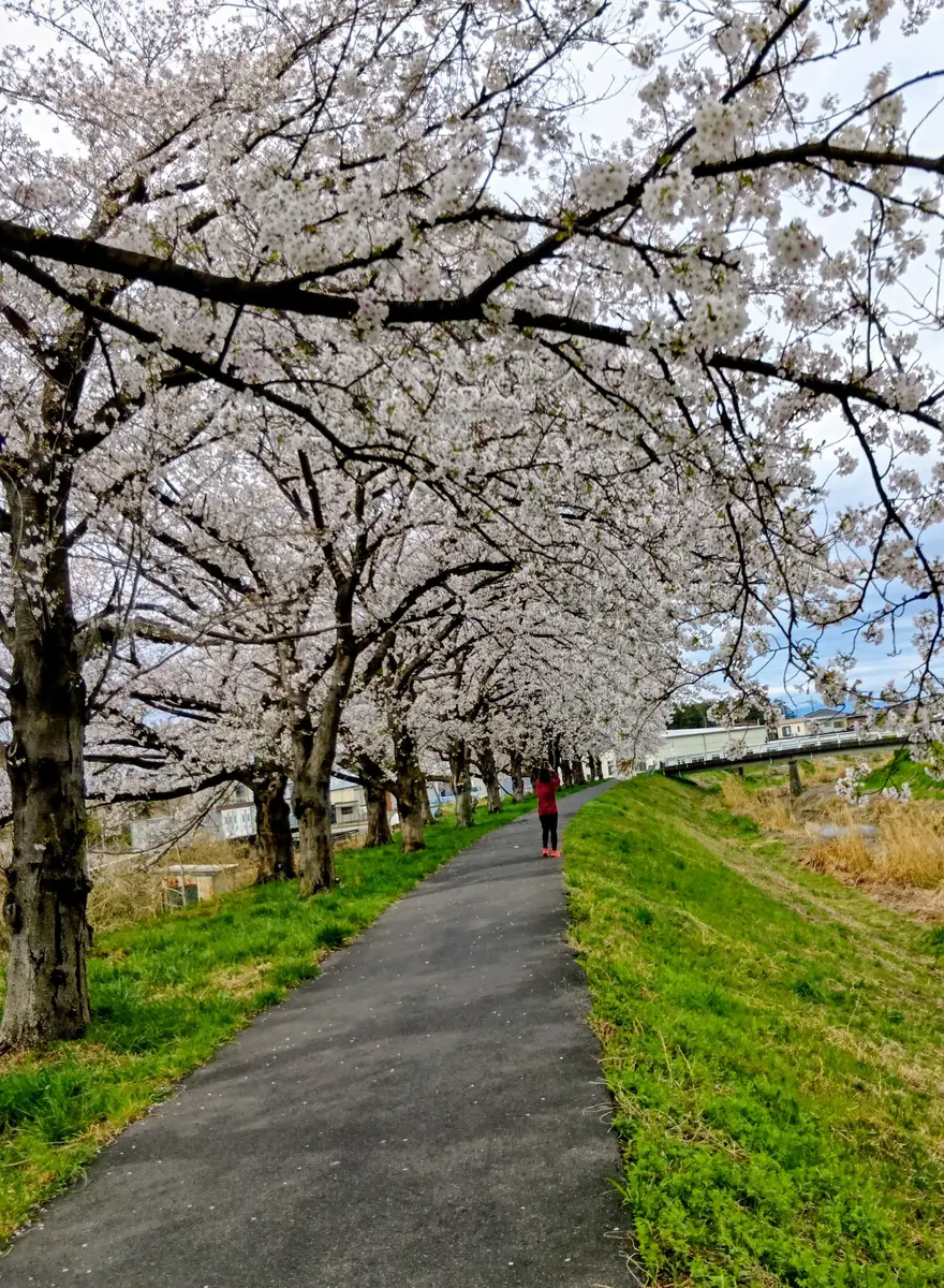 土手の桜🌸｜園芸日記byちびたママ｜みんなの趣味の園芸｜1435818