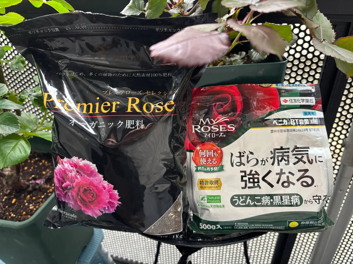 4月のバラのお手入れ〔写真2枚目〕-猫が好き♡さんの日記｜みんなの