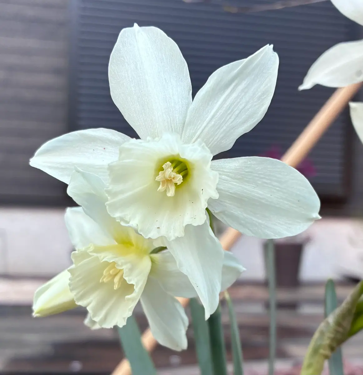 水仙様 水仙／開花｜園芸日記by椿森｜みんなの趣味の園芸｜1436062