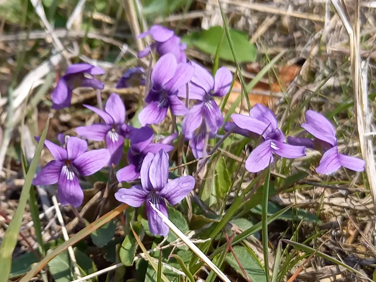 春の野の花｜園芸日記byこんちゃん｜みんなの趣味の園芸｜1436094